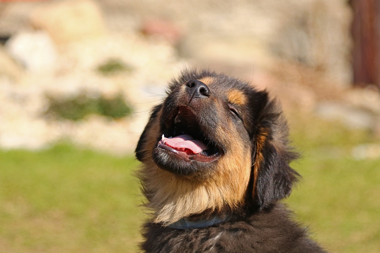 How to Train Your Pet to Sit Still for Grooming